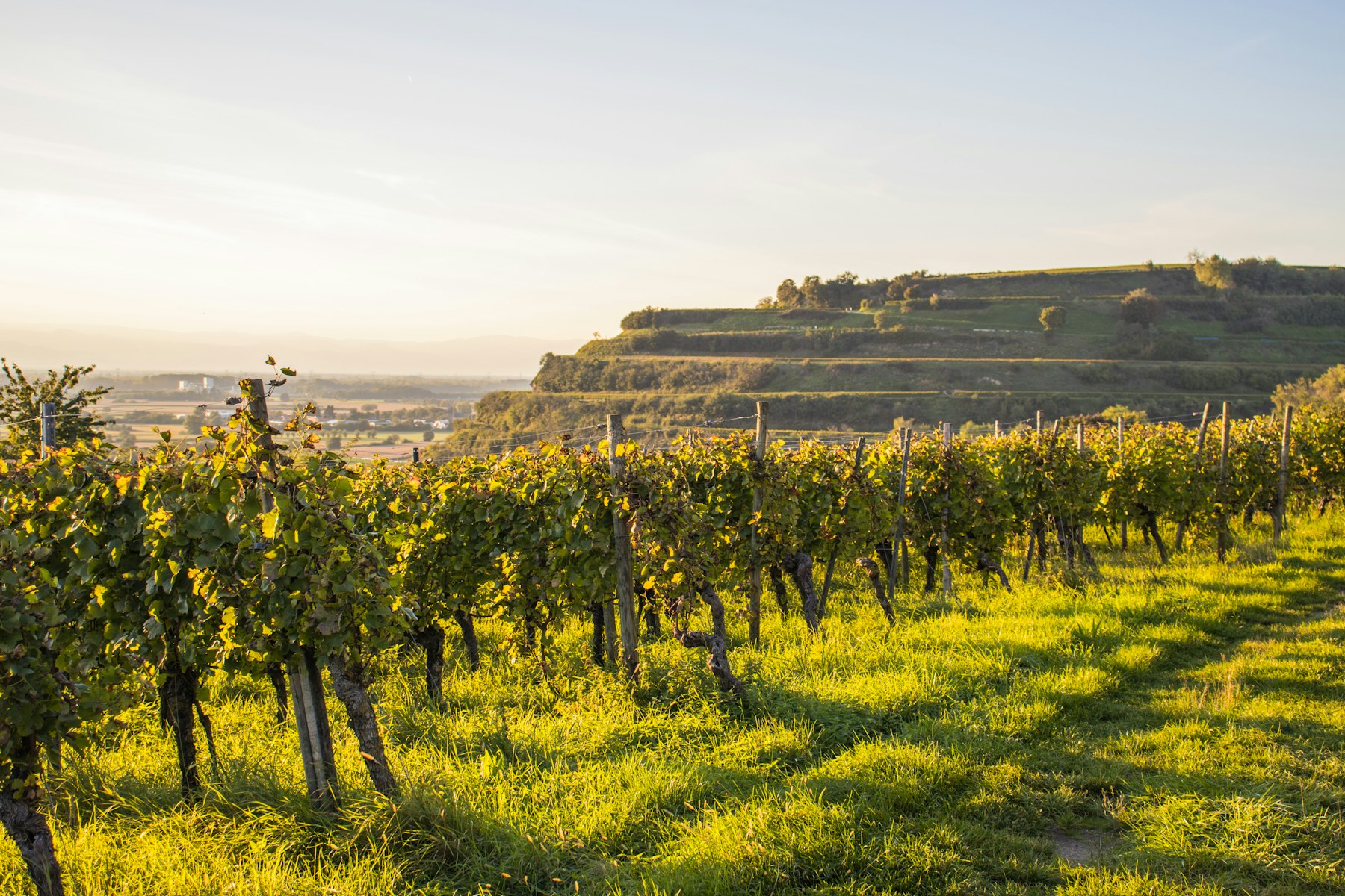 Coteaux de vignes dans la lumière dorée du soir